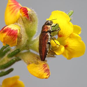 Diphucrania roseocuprea, PL2062, male, on Dillwynia sericea, chewing petals, SL, 6.6 × 2.5 mm